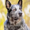 Aussie Cattle Dog Diamond Painting