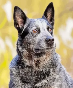 Aussie Cattle Dog Diamond Painting