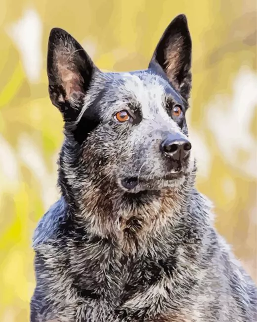 Aussie Cattle Dog Diamond Paintings Aussie Cattle Dog Diamond Painting