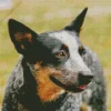 Australian Cattle Dog Close Up Diamond Painting