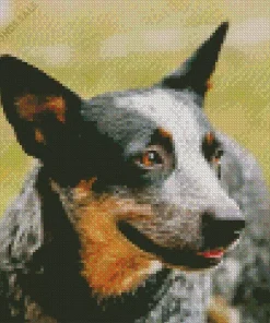 Australian Cattle Dog Close Up Diamond Painting