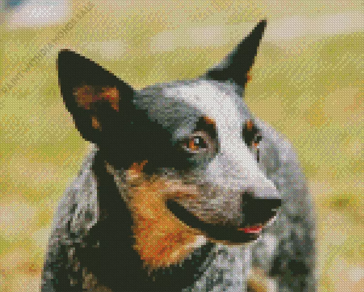 Australian Cattle Dog Close Up Diamond Dotz Australian Cattle Dog Close Up Diamond Painting