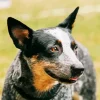 Australian Cattle Dog Close Up Diamond Painting