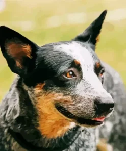 Australian Cattle Dog Close Up Diamond Painting