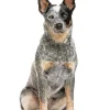 Australian Cattle Dog Blue Heeler Art Diamond Painting