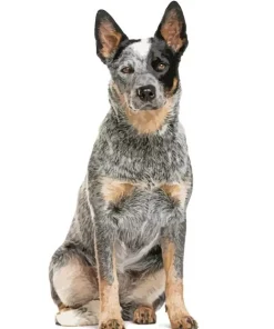 Australian Cattle Dog Blue Heeler Art Diamond Painting