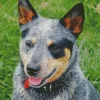 Australian Cattle Dog Head Diamond Painting