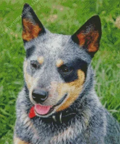 Australian Cattle Dog Head Diamond Painting