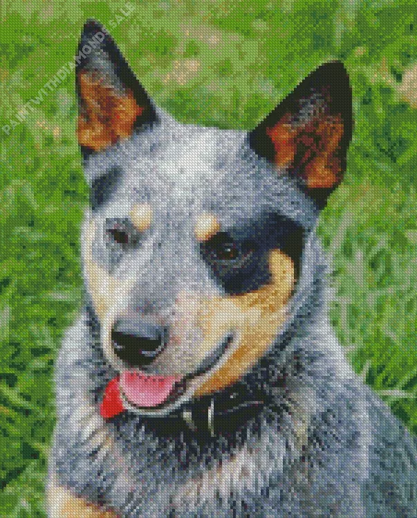 Australian Cattle Dog head Diamond Dotz Australian Cattle Dog Head Diamond Painting