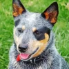 Australian Cattle Dog Head Diamond Painting