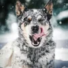 Australian Cattle Dog In Snow Diamond Painting