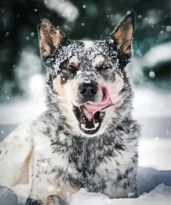Australian Cattle Dog In Snow Diamond Painting