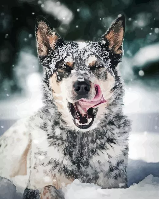 Australian Cattle Dog in snow Diamond Paintings Australian Cattle Dog In Snow Diamond Painting