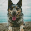 Australian Cattle Dog In The Beach Diamond Painting