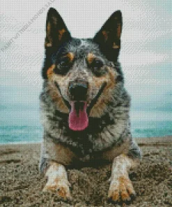 Australian Cattle Dog In The Beach Diamond Painting