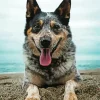 Australian Cattle Dog In The Beach Diamond Painting