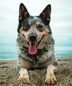 Australian Cattle Dog In The Beach Diamond Painting