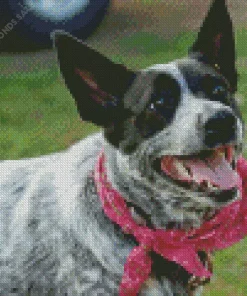 Australian Cattle Dog With Pink Scarf Diamond Painting