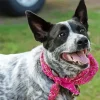 Australian Cattle Dog With Pink Scarf Diamond Painting