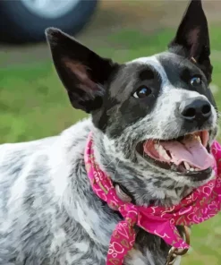 Australian Cattle Dog With Pink Scarf Diamond Painting
