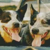 Australian Cattle Dogs Diamond Painting