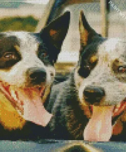 Australian Cattle Dogs Diamond Painting