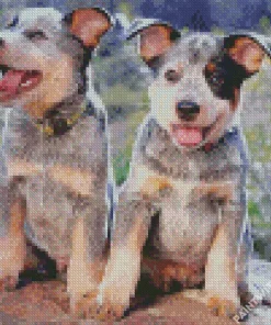 Australian Cattle Puppies Diamond Painting