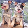 Australian Cattle Puppies Diamond Painting