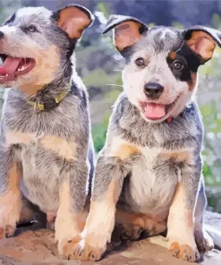 Australian Cattle Puppies Diamond Painting