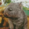 Baby Wombat Diamond Painting