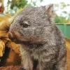 Baby Wombat Diamond Painting