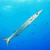 Barracuda Underwater Diamond Painting