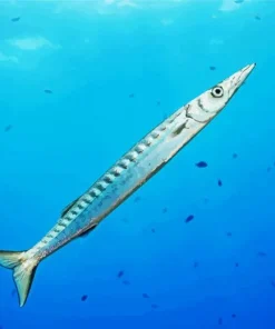 Barracuda Underwater Diamond Painting