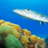 Barracuda Fish Diamond Painting