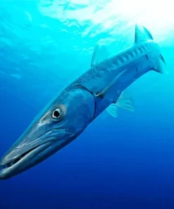 Barracuda Fish In The Sea Diamond Painting