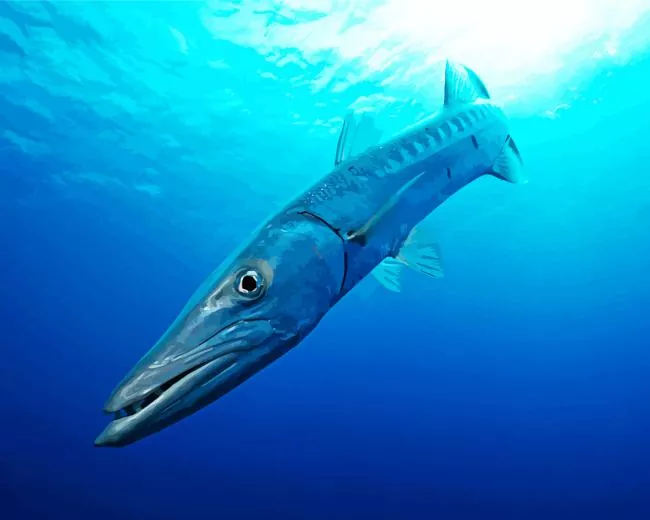 Barracuda Fish in the sea Diamond Paints Barracuda Fish In The Sea Diamond Painting