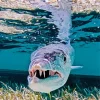 Barracuda Fish Underwater Diamond Painting