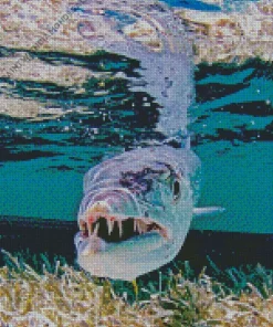Barracuda Fish Underwater Diamond Painting