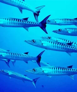 Barracuda Fishes Diamond Painting