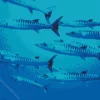 Barracuda Fishes Diamond Painting