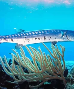 Barracuda Fishing Diamond Painting