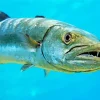 Barracuda With Teeth Diamond Painting