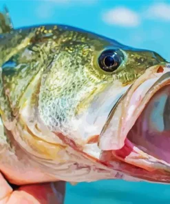 Bass Fish Diamond Painting