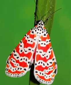 Bella Moth Diamond Painting