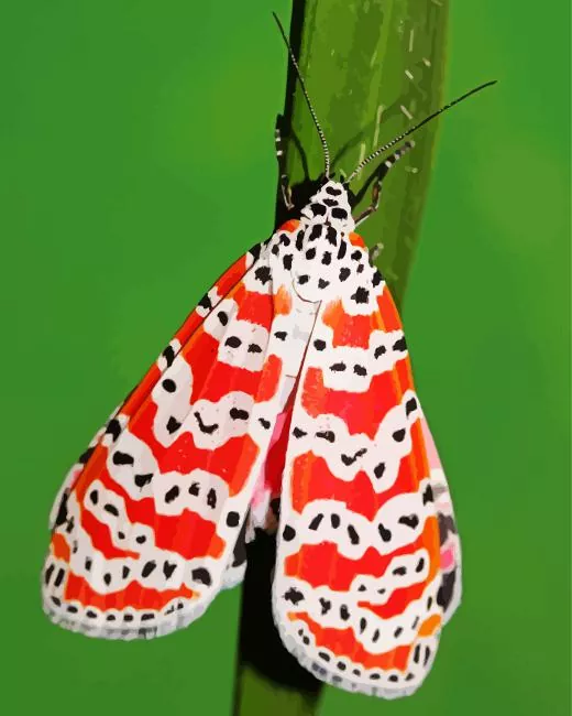 Bella moth Diamond Paints Bella Moth Diamond Painting