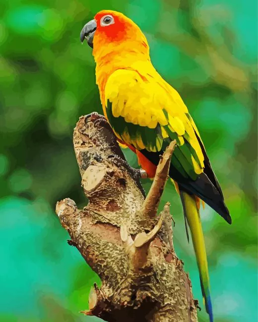 Birds Sun Conure Diamond Paints Birds Sun Conure Diamond Painting