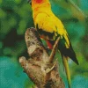 Birds Sun Conure Diamond Painting