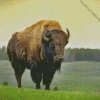 Bison Diamond Painting