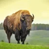 Bison Diamond Painting