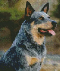 Black Australian Cattle Dog Diamond Painting